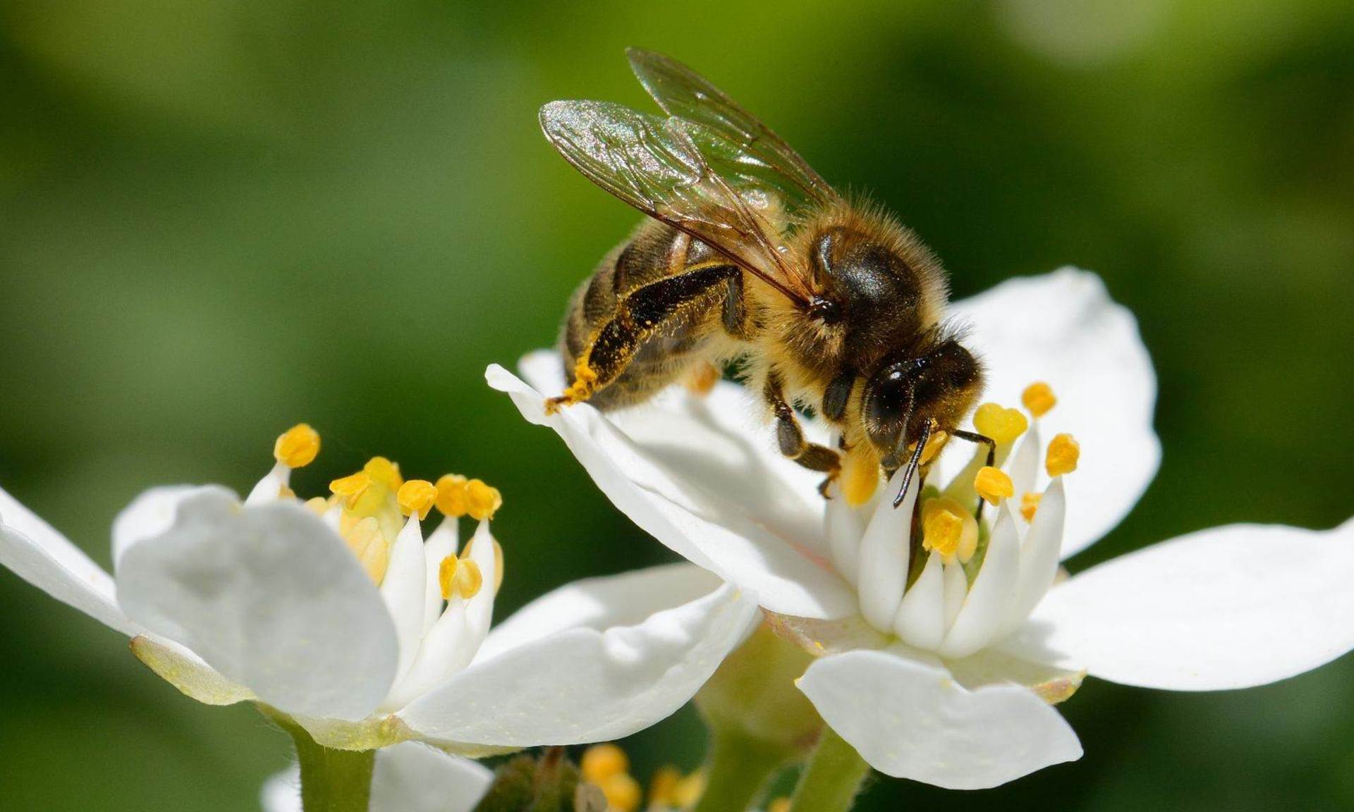 Biene sitzt auf Blüte.