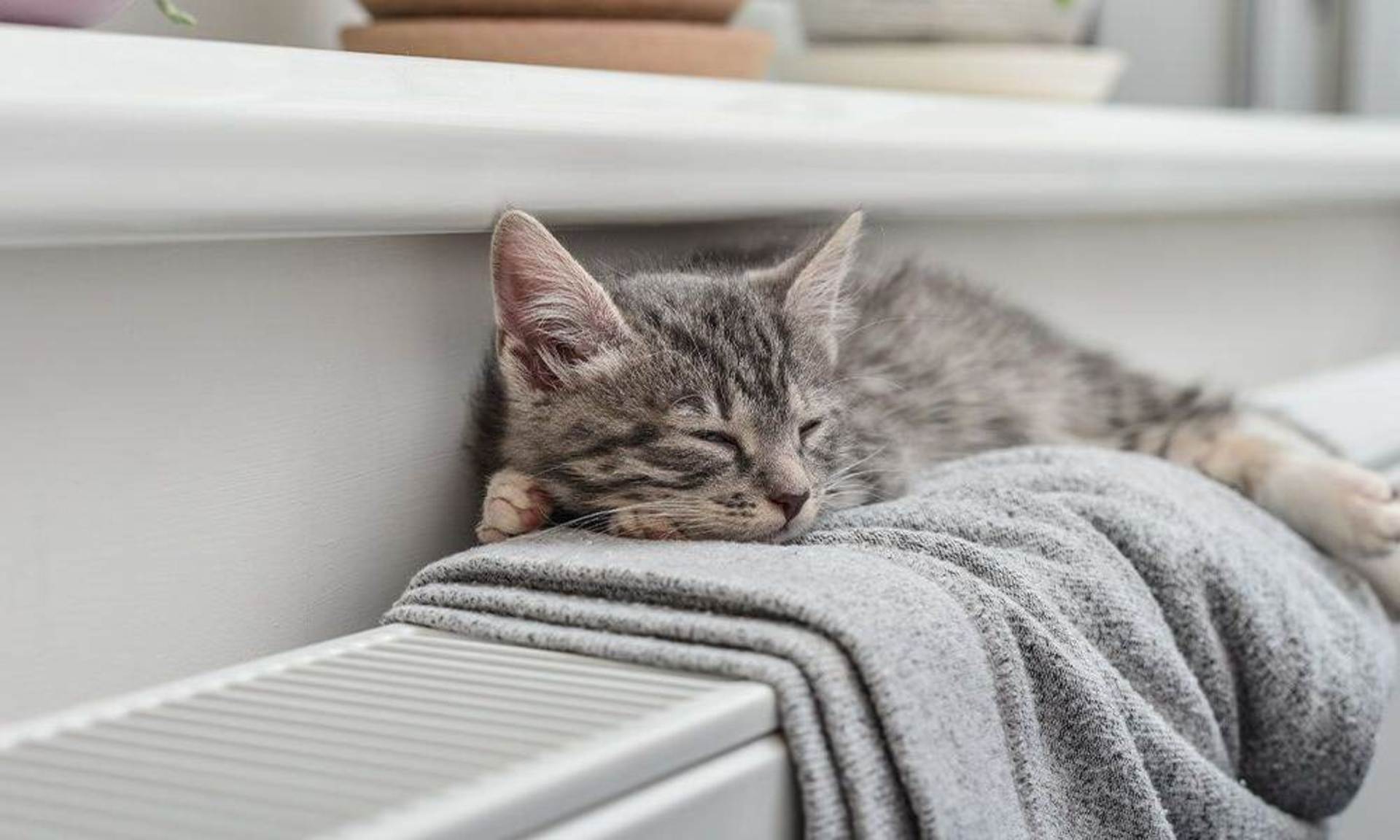 Katze liegt auf einem Handtuch auf einem Heizkörper.