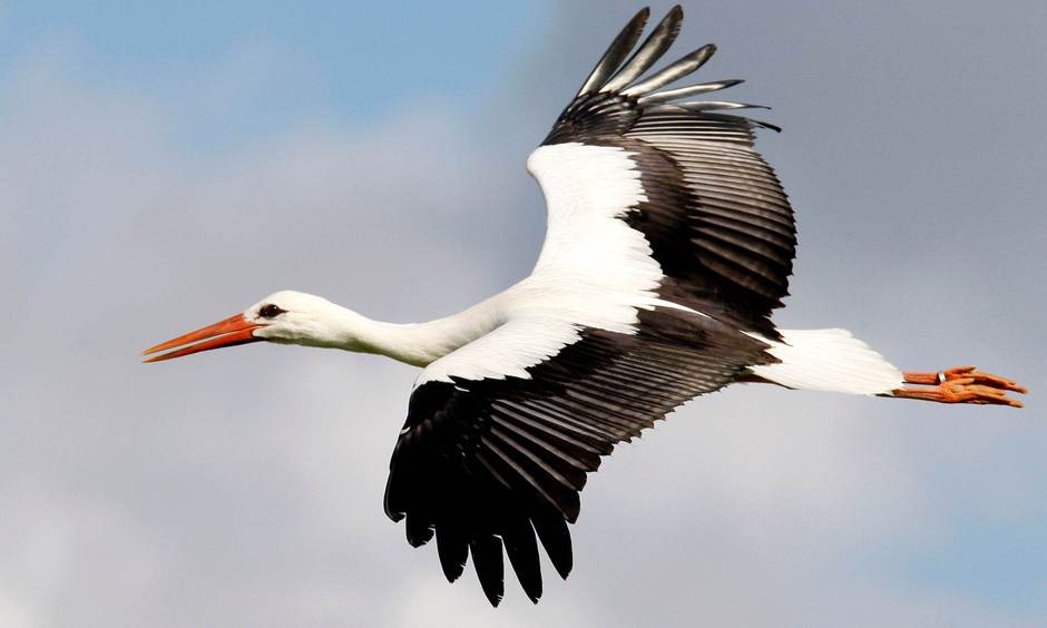 Fliegender Storch