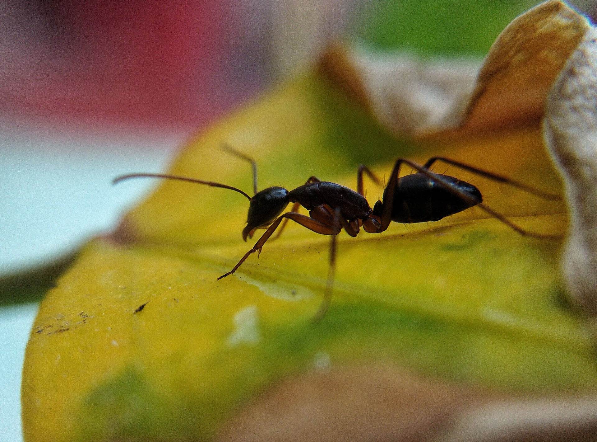 Ameise sitzt auf Blatt