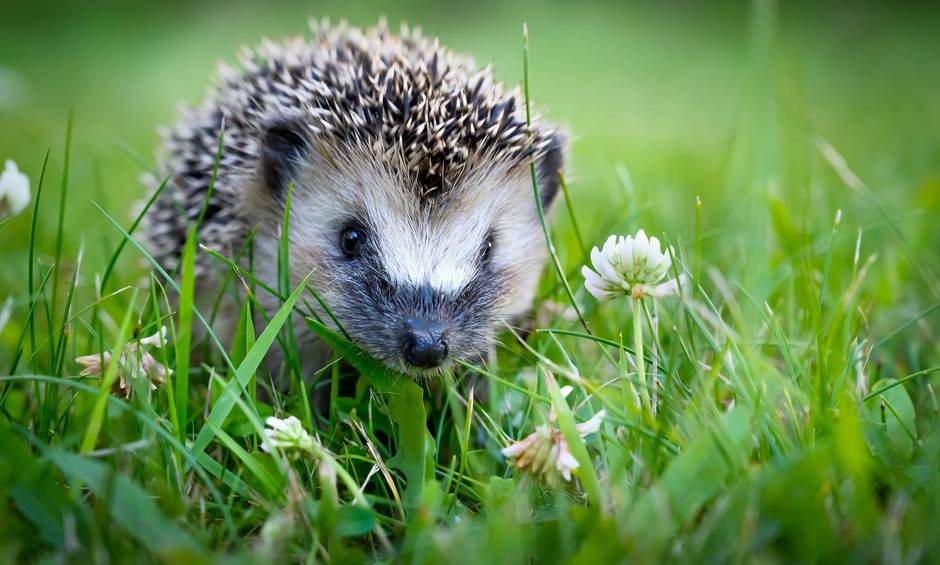 Igel sitzt im Gras.