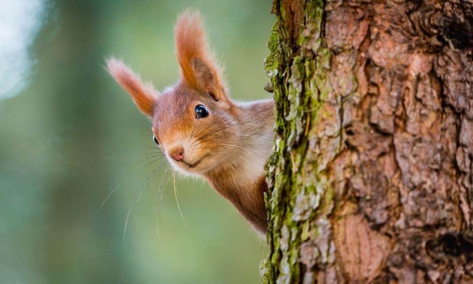 Eichhörnchen klettert einen Baum hoch.