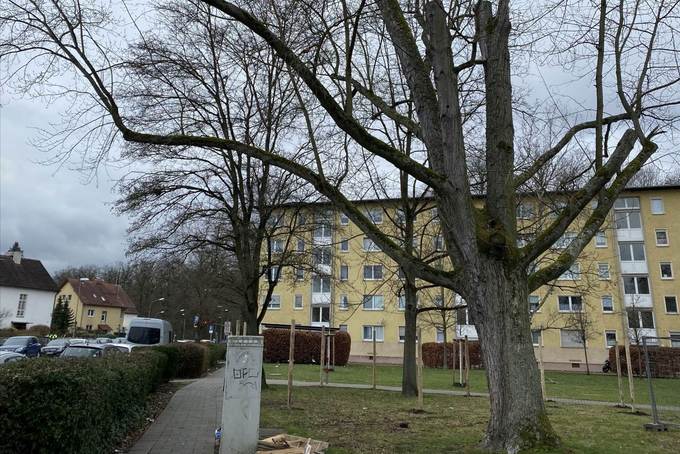 Alter Baum vor Wohngebäude