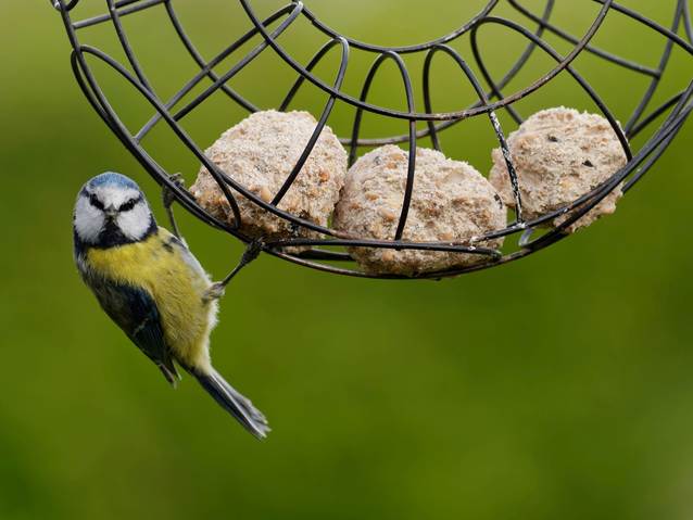 Eine Blaumeise hält sich an einem Gitter fest. Hierin befinden sich Meisenknödel.