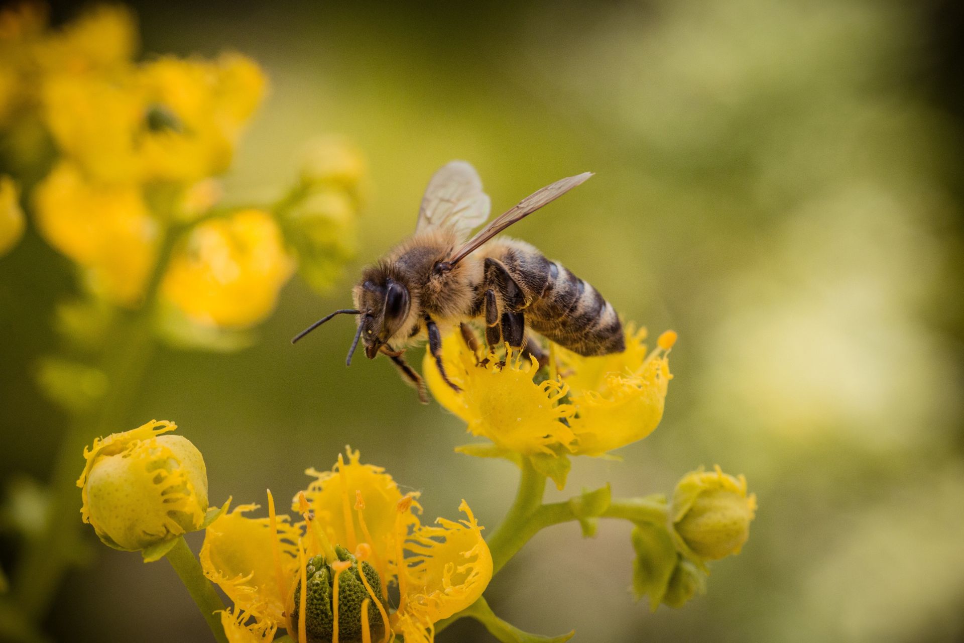 Biene sitzt auf Blume.