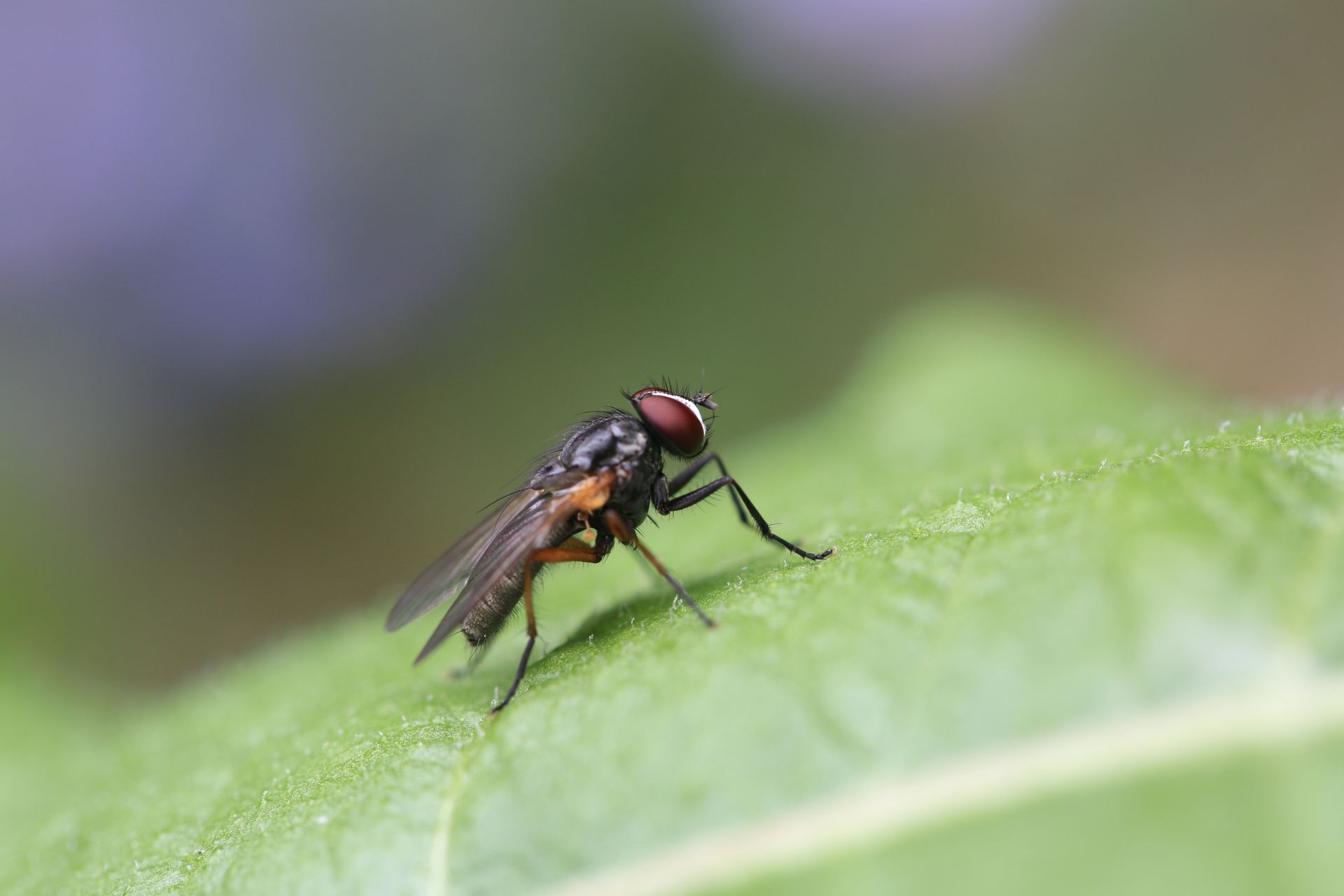 Fliege sitzt auf Blatt.