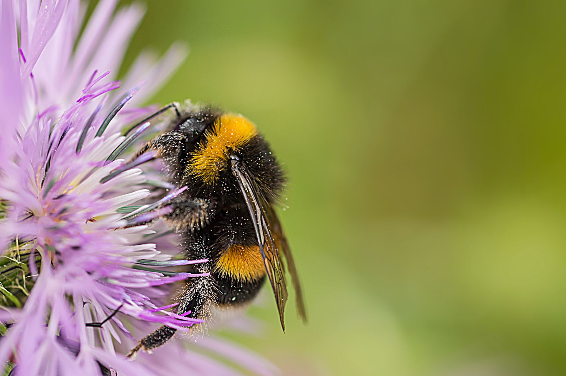 Hummel sitzt auf Blume.