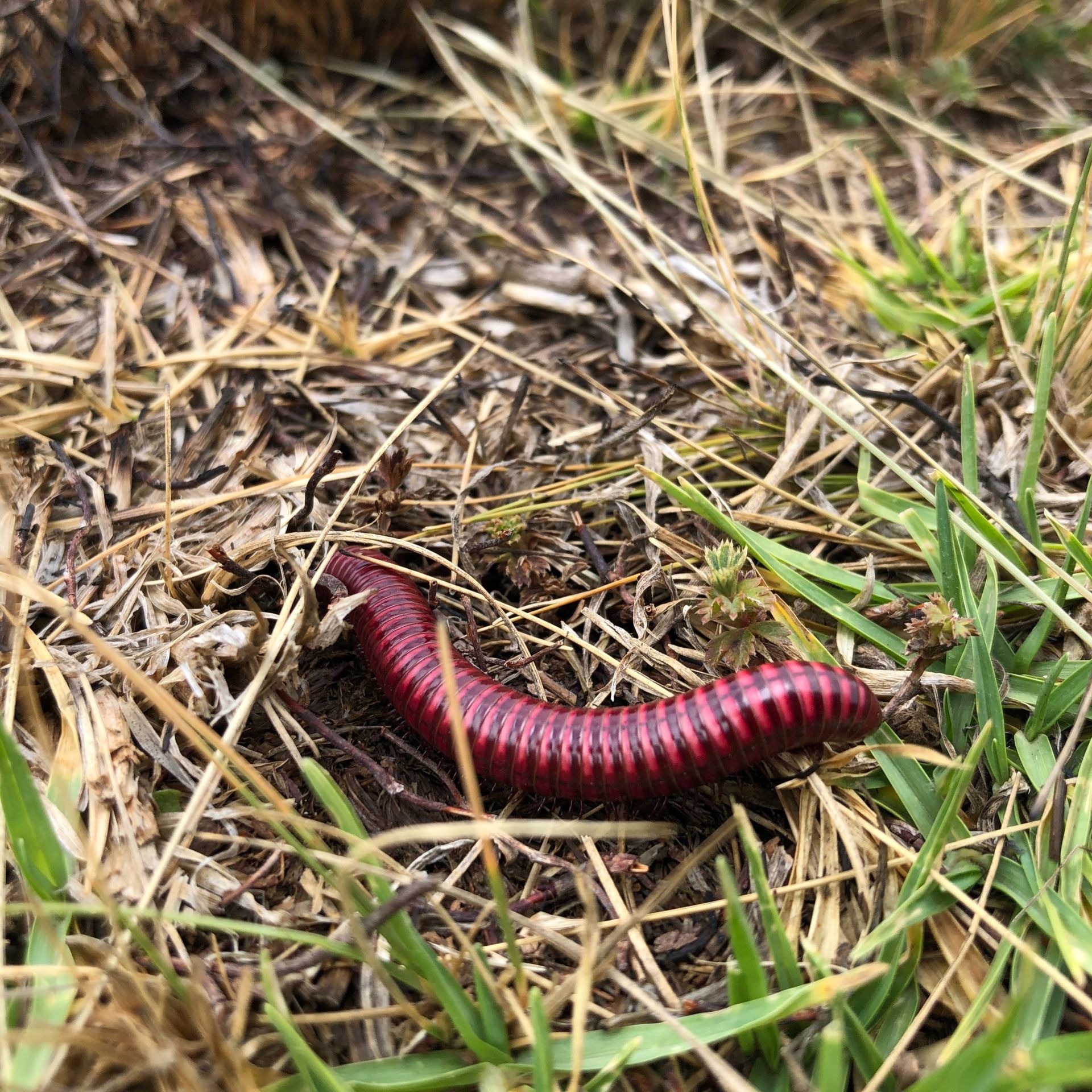 Regenwurm auf der Wiese.