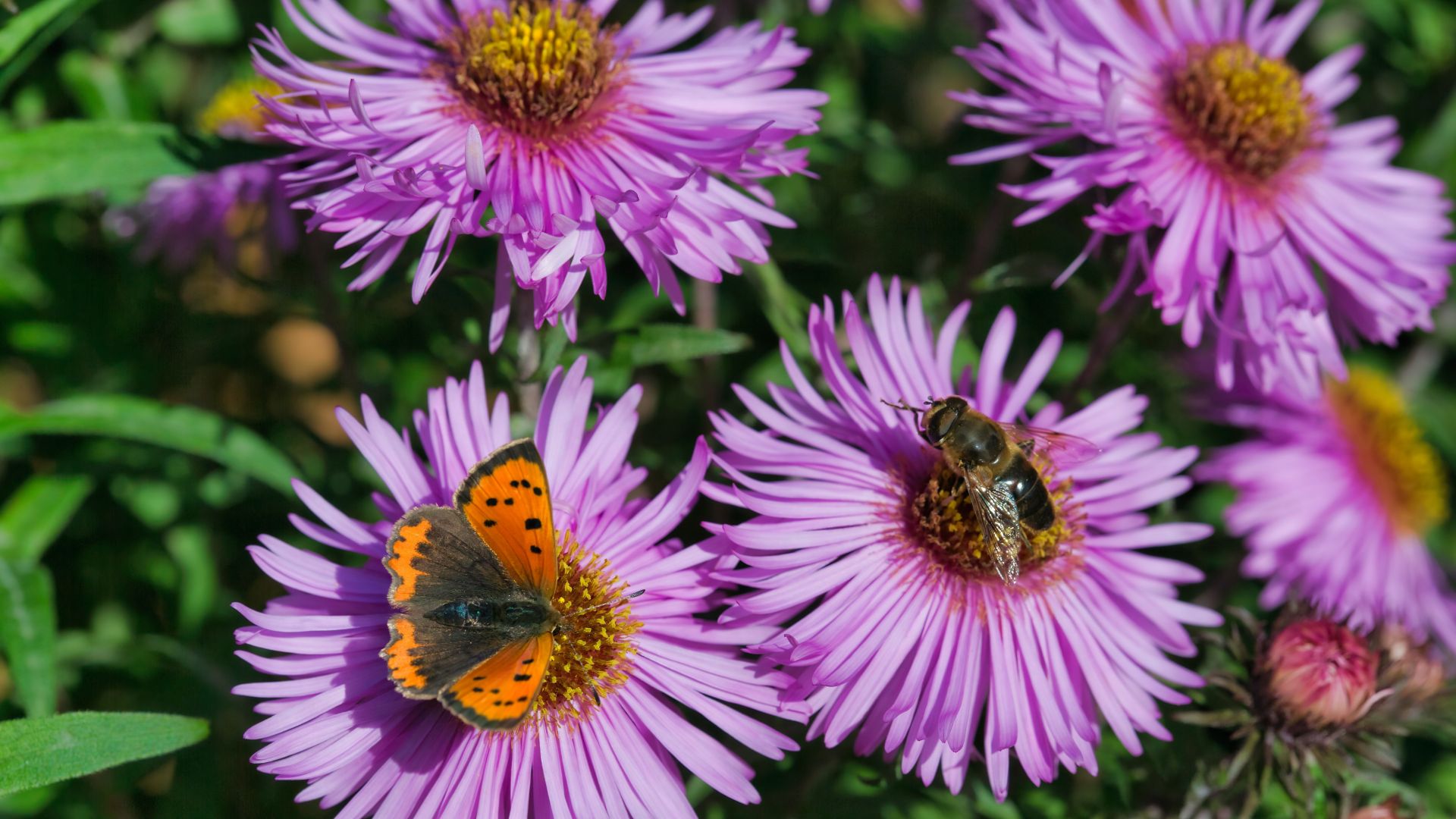 Schmetterling und Biene sitzen auf Blumen.