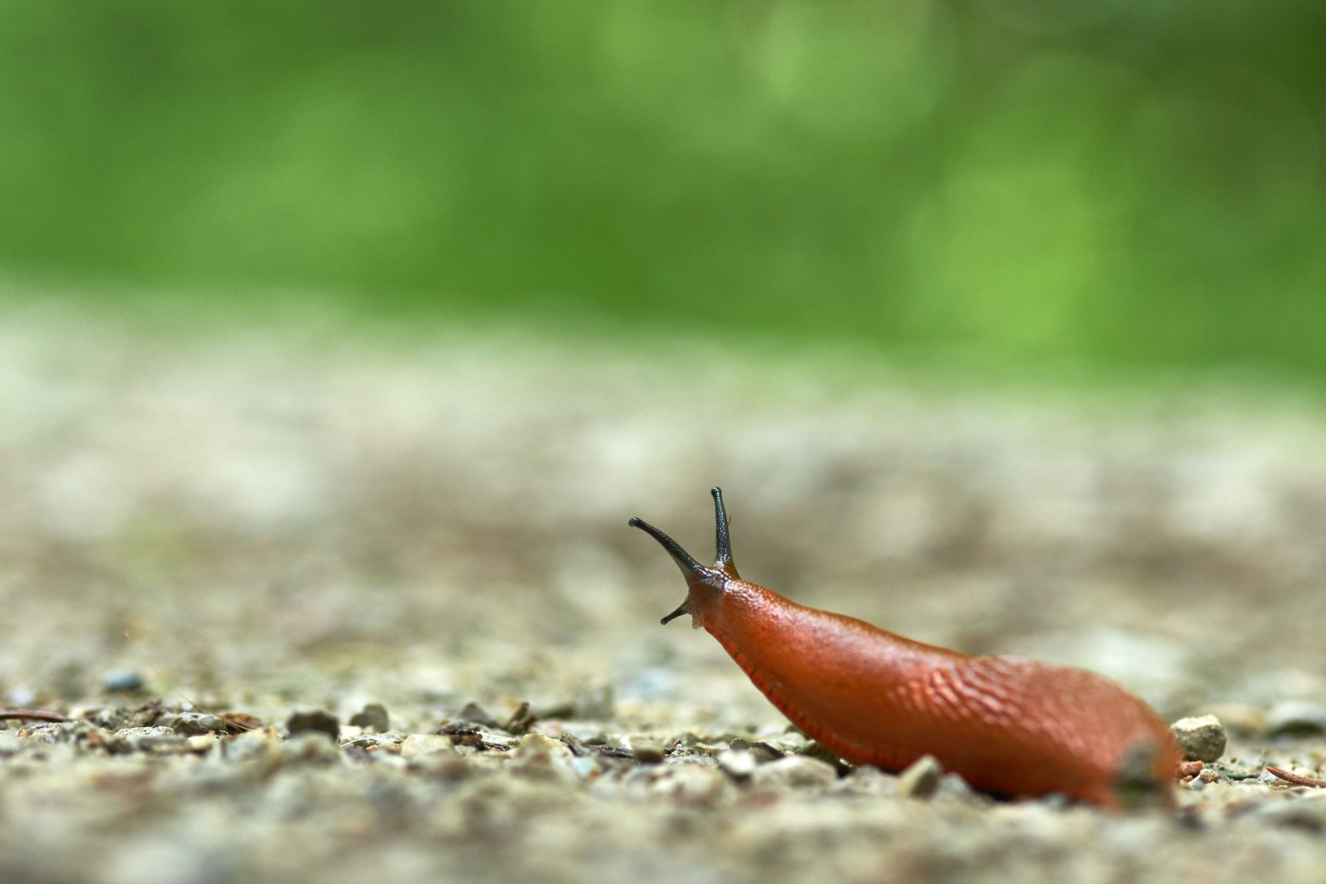 Schnecke sitzt auf Weg.